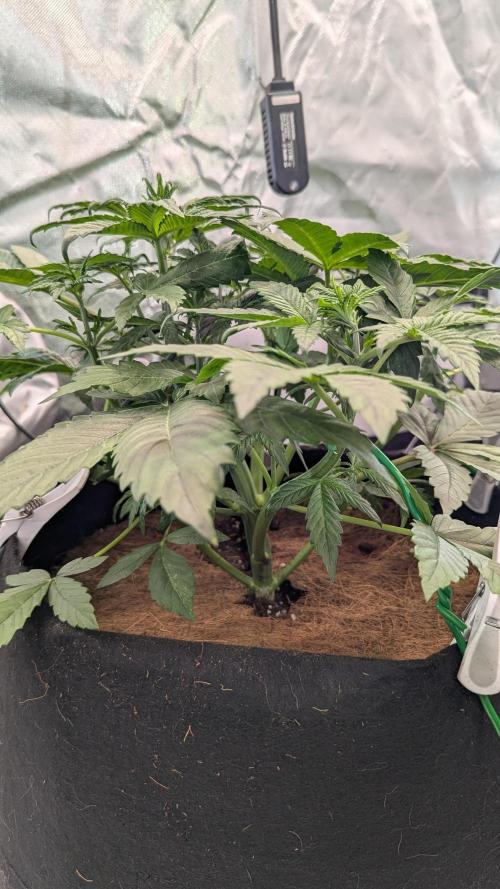🍇Purple Opium auto-Divine Seeds. Week 3