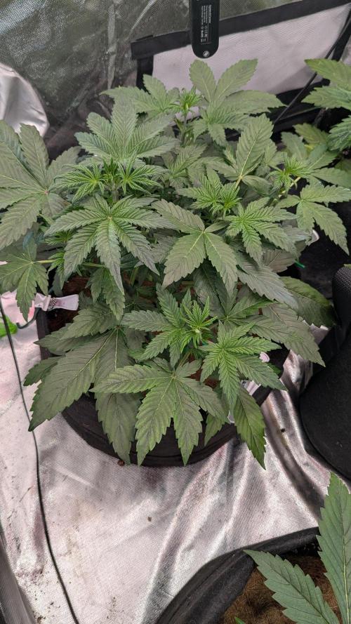 Auto Purple Opium. Week 3