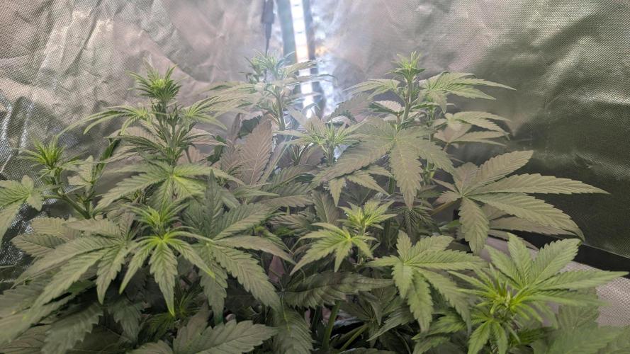 🍇Purple Opium auto-Divine Seeds. Week 4
