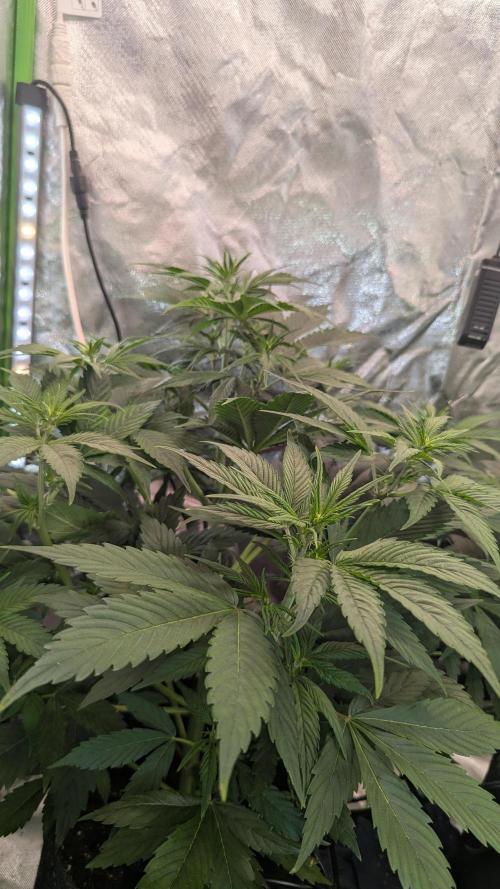 🍇Purple Opium auto-Divine Seeds. Week 4