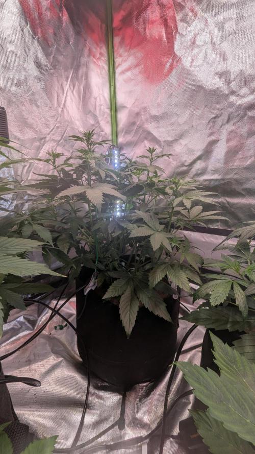 🍇Purple Opium auto-Divine Seeds. Week 4