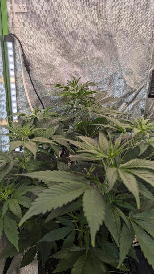 🍇Purple Opium auto-Divine Seeds. Week 4
