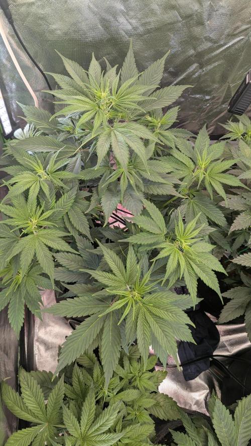 😈🍋Purple Lemonade auto - RQS🦁. Week 4 - Plo flo50cm