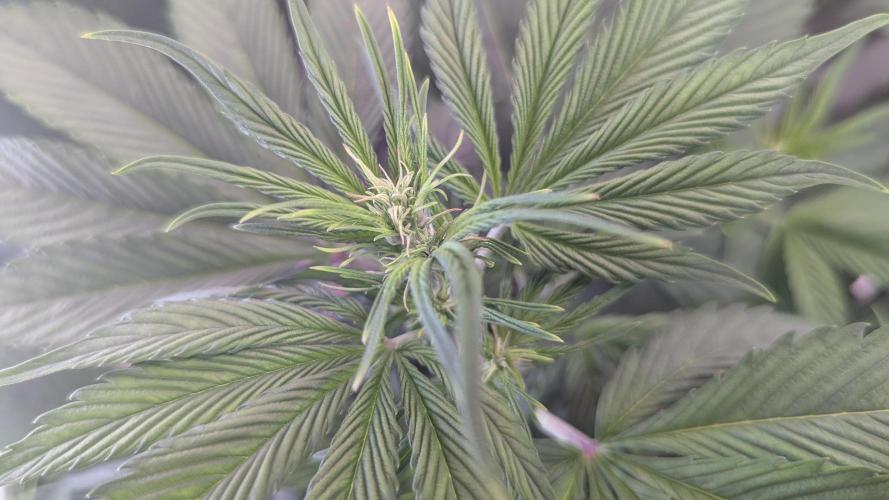 😈🍋Purple Lemonade auto - RQS🦁. Week 4