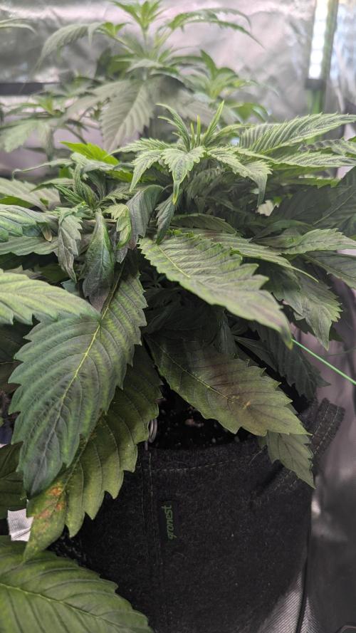 😈🍋Purple Lemonade auto - RQS🦁. Week 4