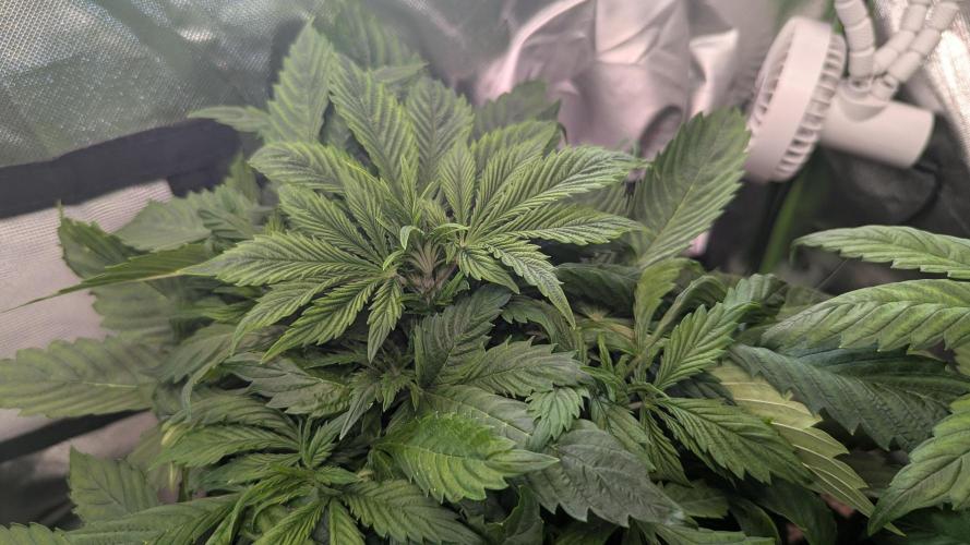 😈🍋Purple Lemonade auto - RQS🦁. Week 4