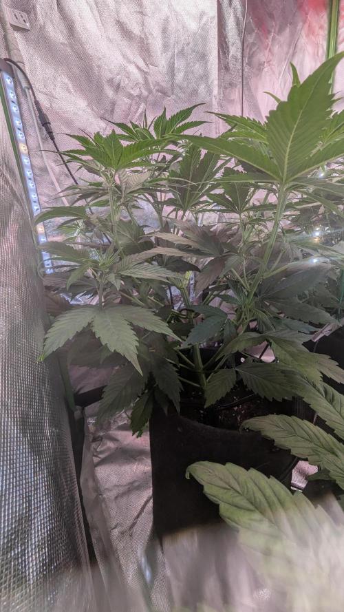 😈🍋Purple Lemonade auto - RQS🦁. Week 4