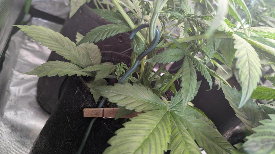 🍋Lemon 🍒 Cherry 🍪Cookies Auto. Week 4