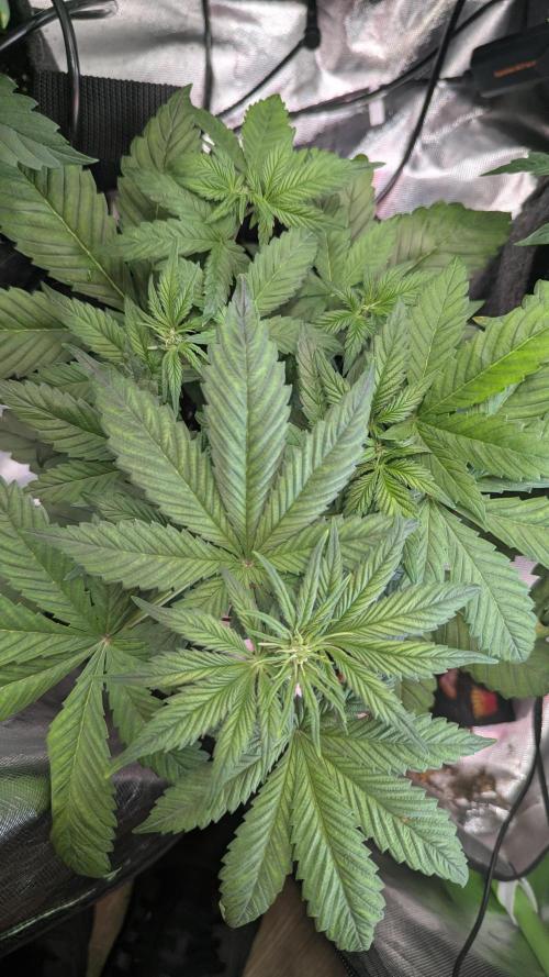 🍋Lemon 🍒 Cherry 🍪Cookies Auto. Week 4