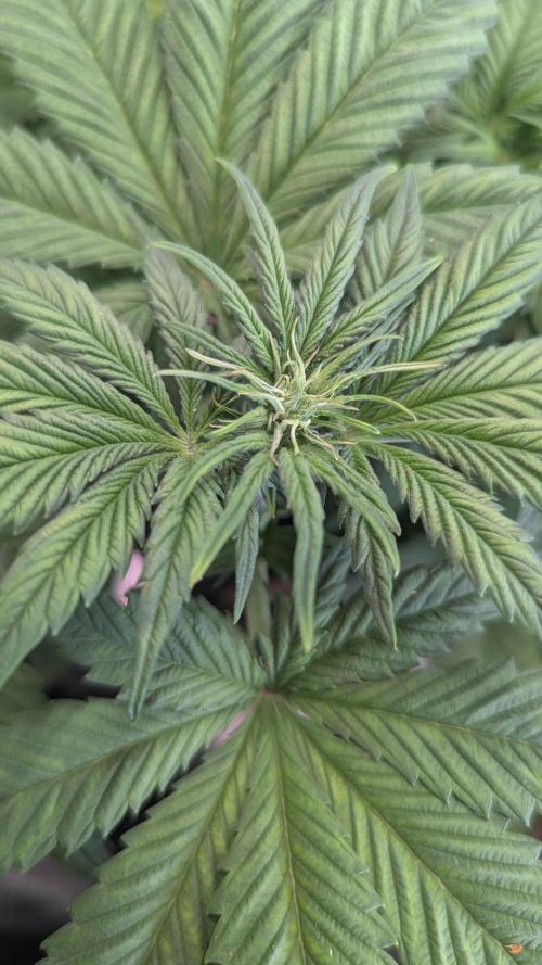 🍋Lemon 🍒 Cherry 🍪Cookies Auto. Week 4