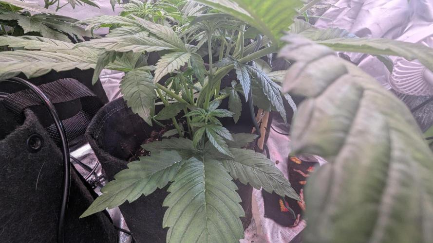 🍋Lemon 🍒 Cherry 🍪Cookies Auto. Week 4
