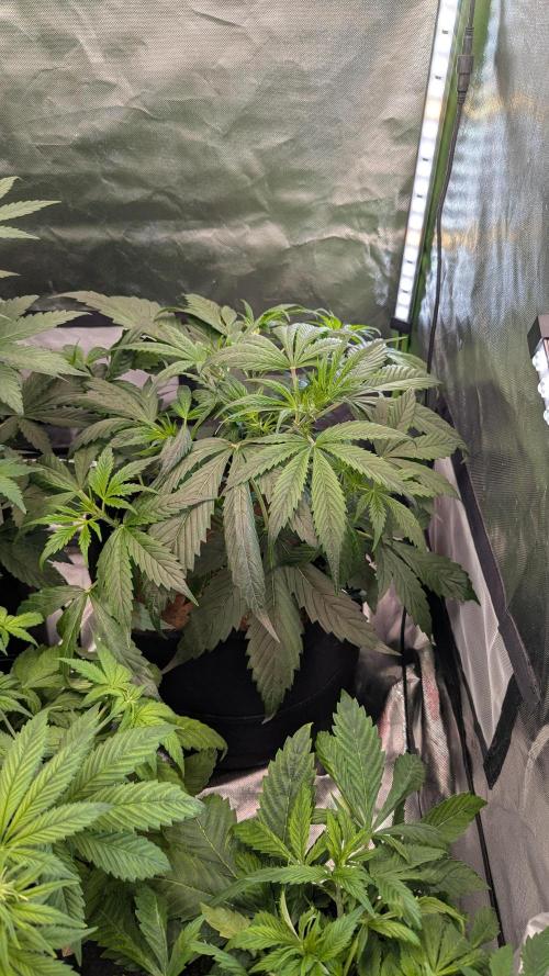 🧔💸 Pablo Escobar-Divine Seeds. Week 4