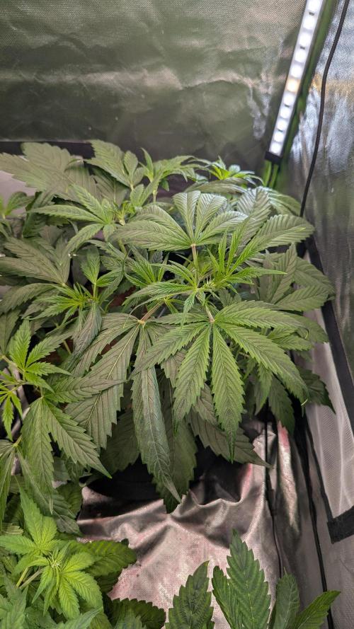 🧔💸 Pablo Escobar-Divine Seeds. Week 4