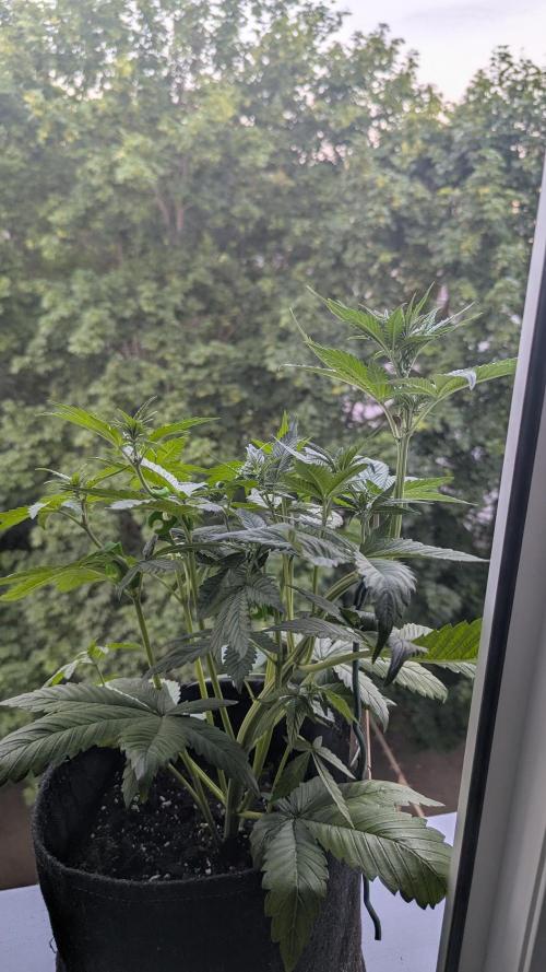 🍋Lemon 🍒 Cherry 🍪Cookies Auto. Week 4