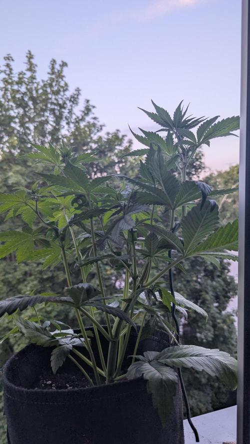 🍋Lemon 🍒 Cherry 🍪Cookies Auto. Week 4