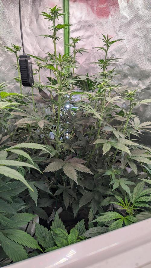 🍇Purple Opium auto-Divine Seeds. Week 5
