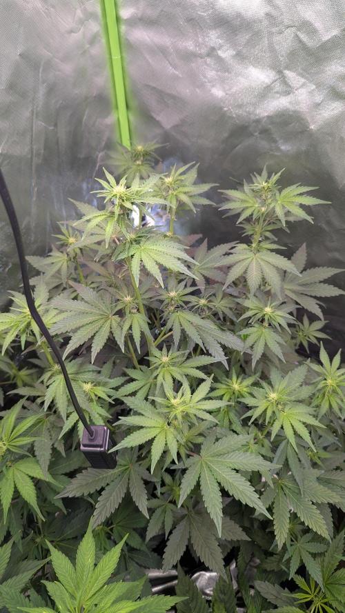 🍇Purple Opium auto-Divine Seeds. Week 5