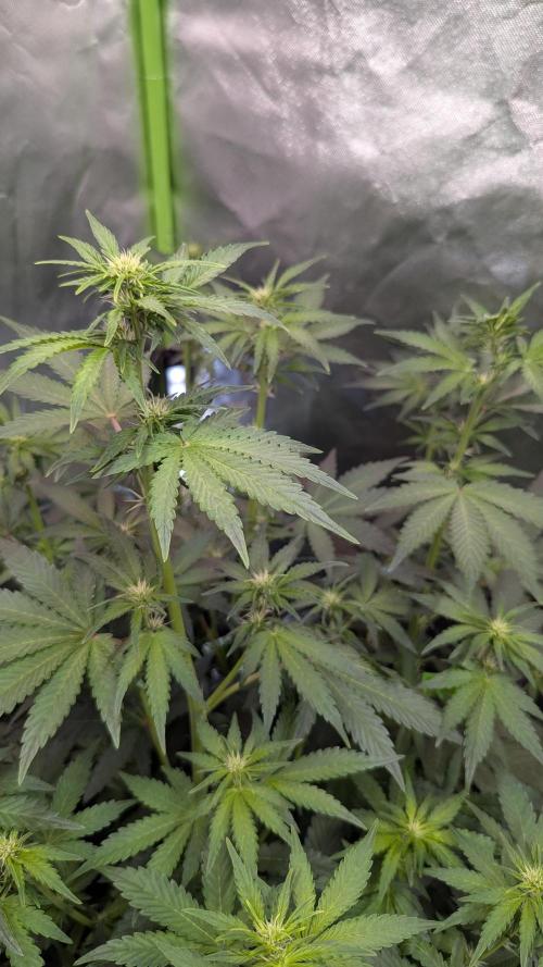 🍇Purple Opium auto-Divine Seeds. Week 5