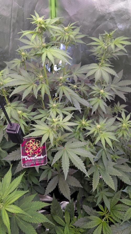 🍇Purple Opium auto-Divine Seeds. Week 5