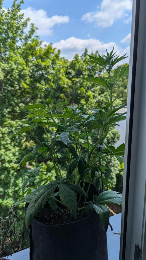 🍋Lemon 🍒 Cherry 🍪Cookies Auto. Week 5