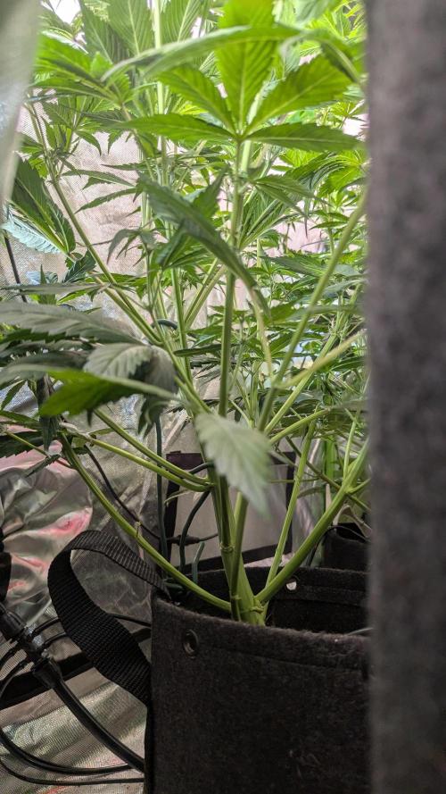 😈🍋Purple Lemonade auto - RQS🦁. Week 5 - Plo