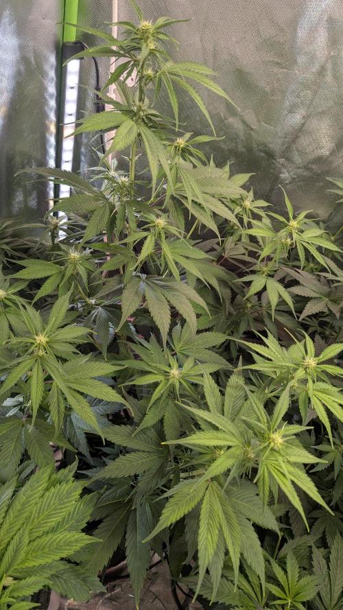 😈🍋Purple Lemonade auto - RQS🦁. Week 5