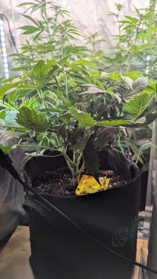 😈🍋Purple Lemonade auto - RQS🦁. Week 5