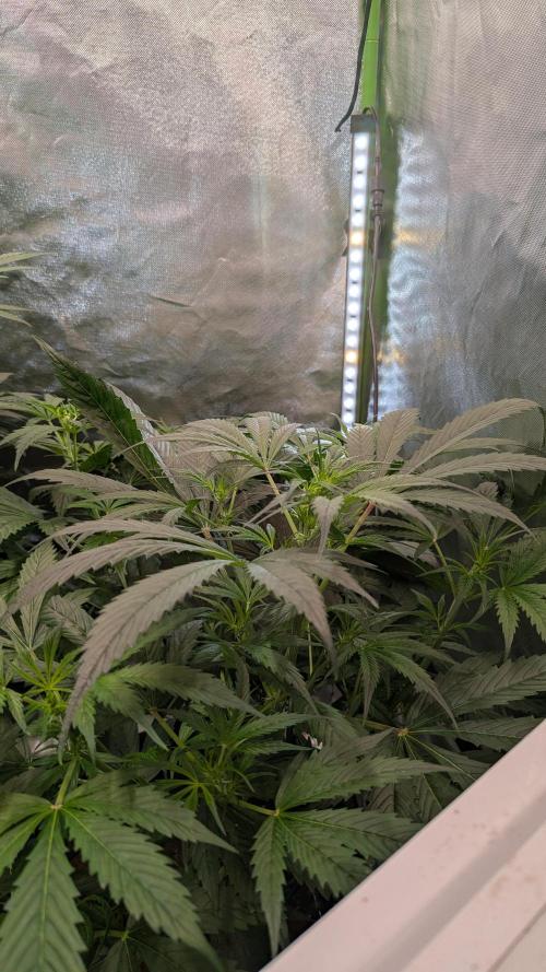 🧔💸 Pablo Escobar-Divine Seeds. Week 5