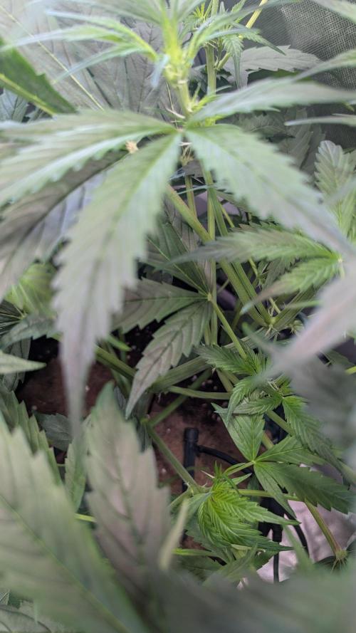 🧔💸 Pablo Escobar-Divine Seeds. Week 5