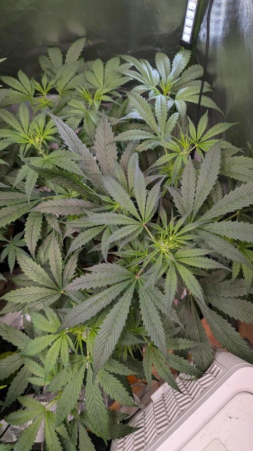 🧔💸 Pablo Escobar-Divine Seeds. Week 5