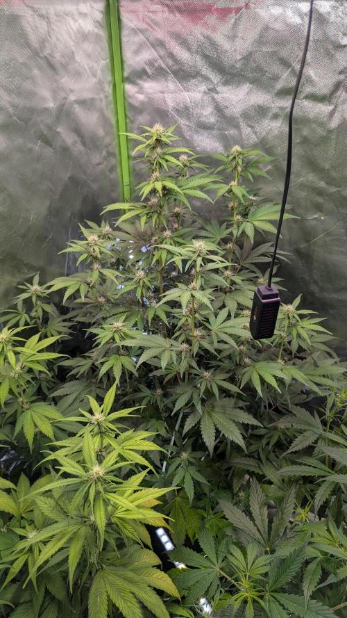 🍇Purple Opium auto-Divine Seeds. Week 6