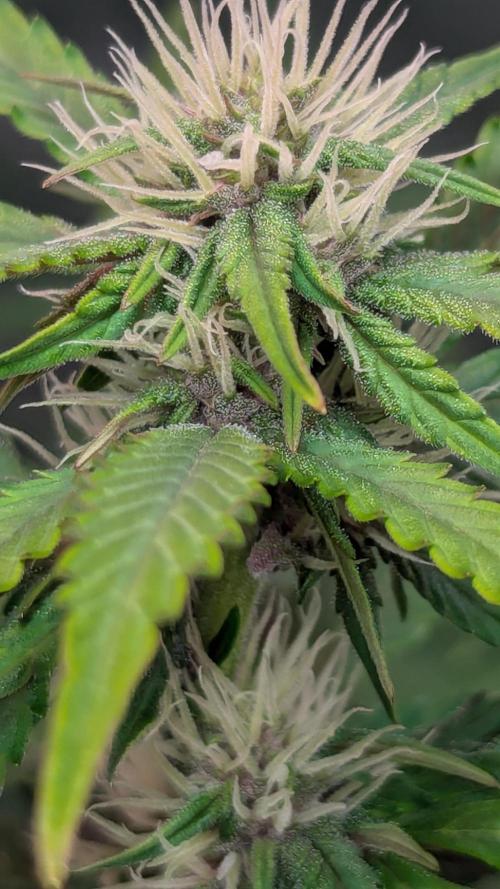 🍇Purple Opium auto-Divine Seeds. Week 6