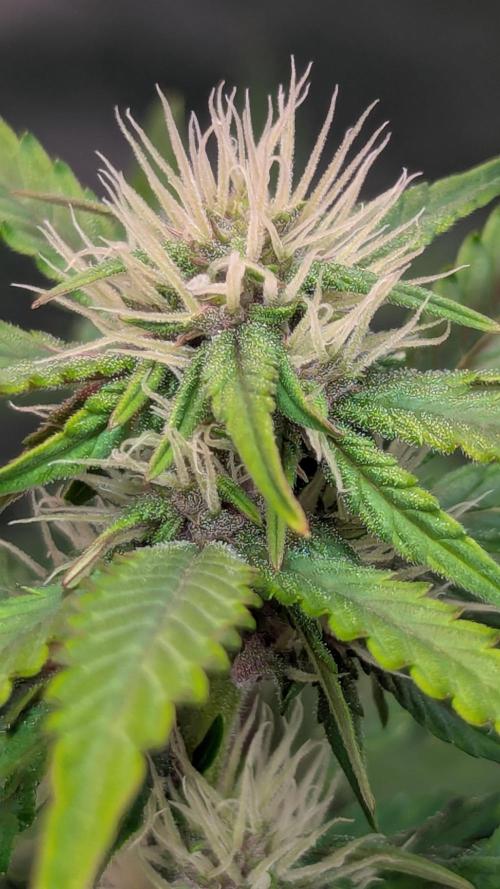 🍇Purple Opium auto-Divine Seeds. Week 6