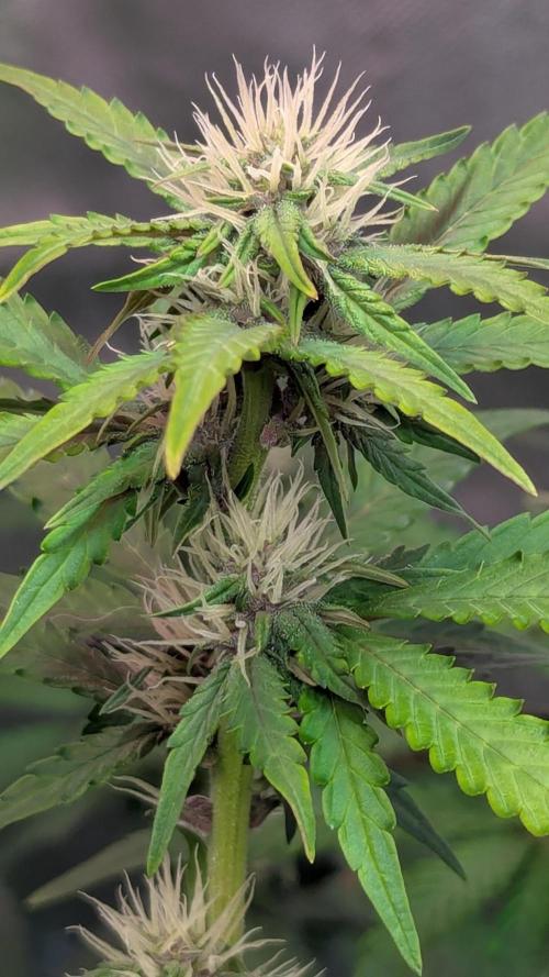 🍇Purple Opium auto-Divine Seeds. Week 6