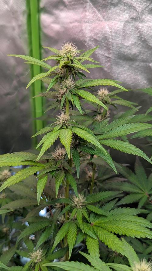 🍇Purple Opium auto-Divine Seeds. Week 6