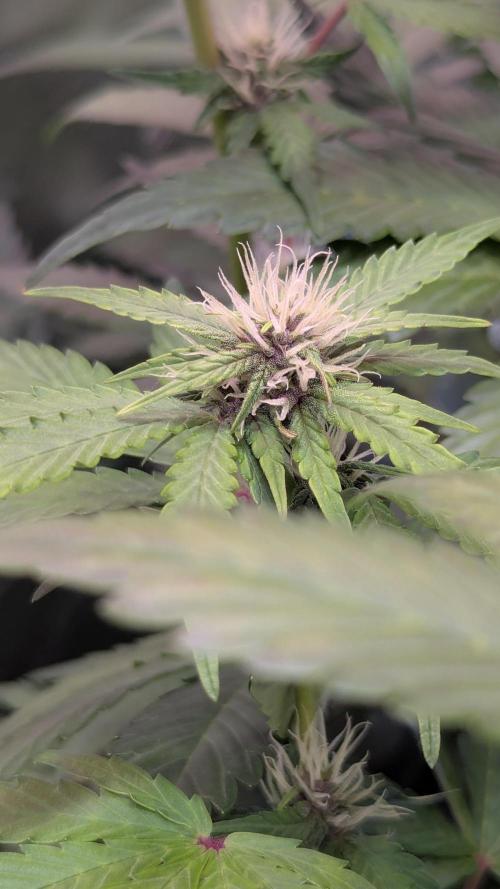 🍇Purple Opium auto-Divine Seeds. Week 6
