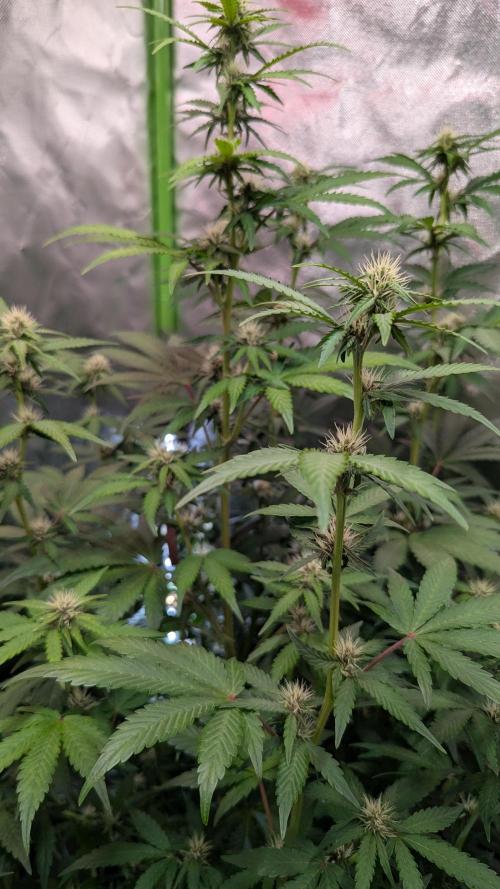 🍇Purple Opium auto-Divine Seeds. Week 6