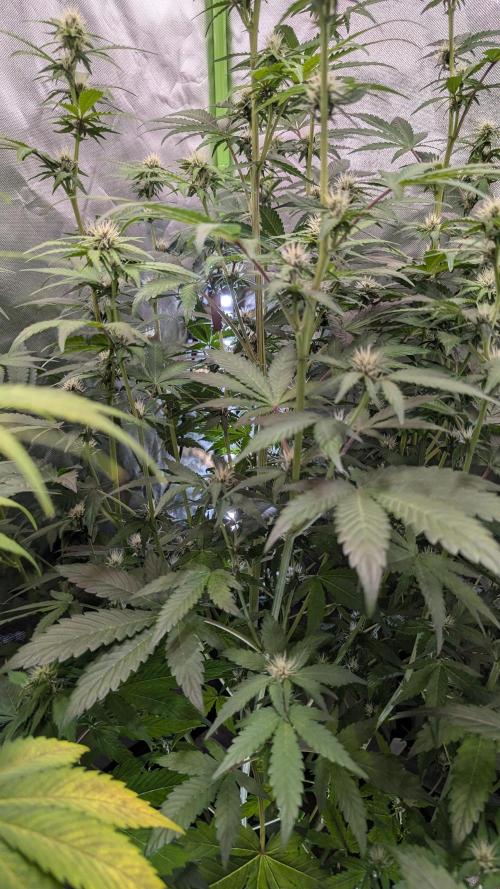 🍇Purple Opium auto-Divine Seeds. Week 6