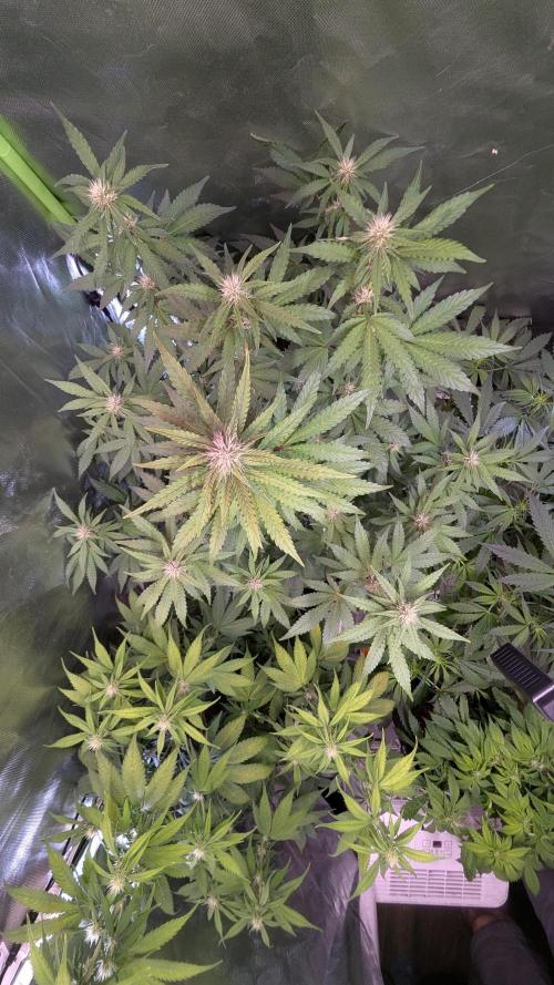 🍇Purple Opium auto-Divine Seeds. Week 6