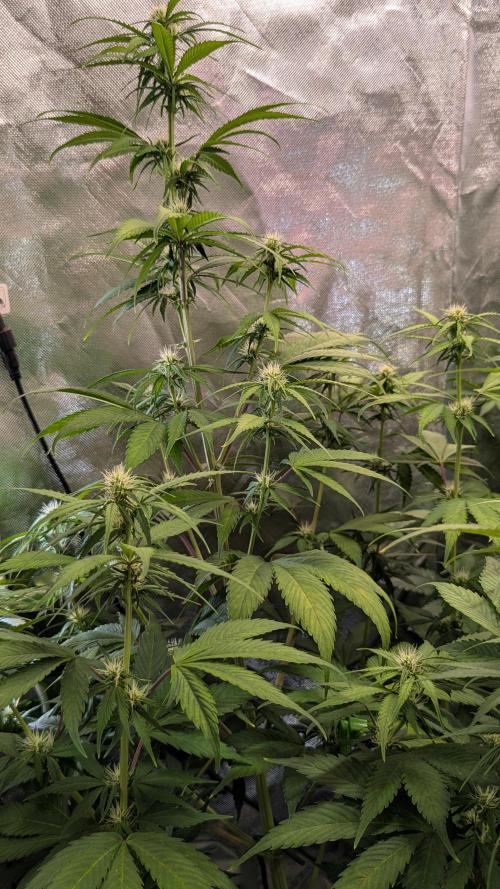 😈🍋Purple Lemonade auto - RQS🦁. Week 6