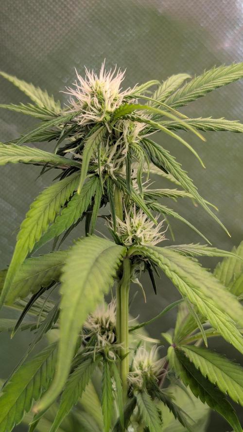 😈🍋Purple Lemonade auto - RQS🦁. Week 6