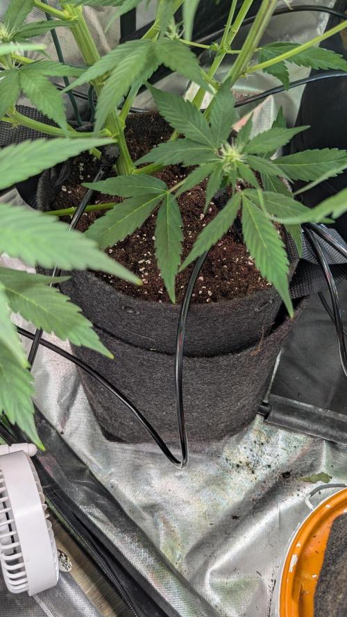 😈🍋Purple Lemonade auto - RQS🦁. Week 6