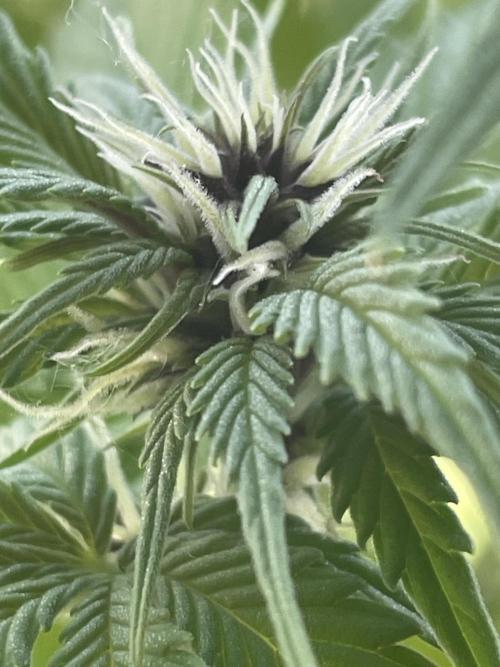 🍋Lemon 🍒 Cherry 🍪Cookies Auto. Week 6