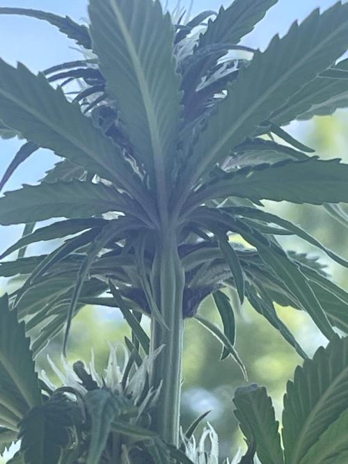 🍋Lemon 🍒 Cherry 🍪Cookies Auto. Week 6