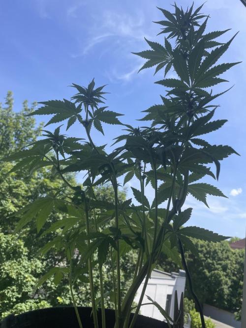 Lemon Cherry Cookies Auto. Week 6