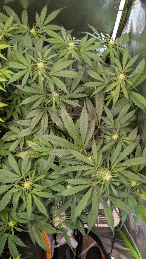 🧔💸 Pablo Escobar-Divine Seeds. Week 6