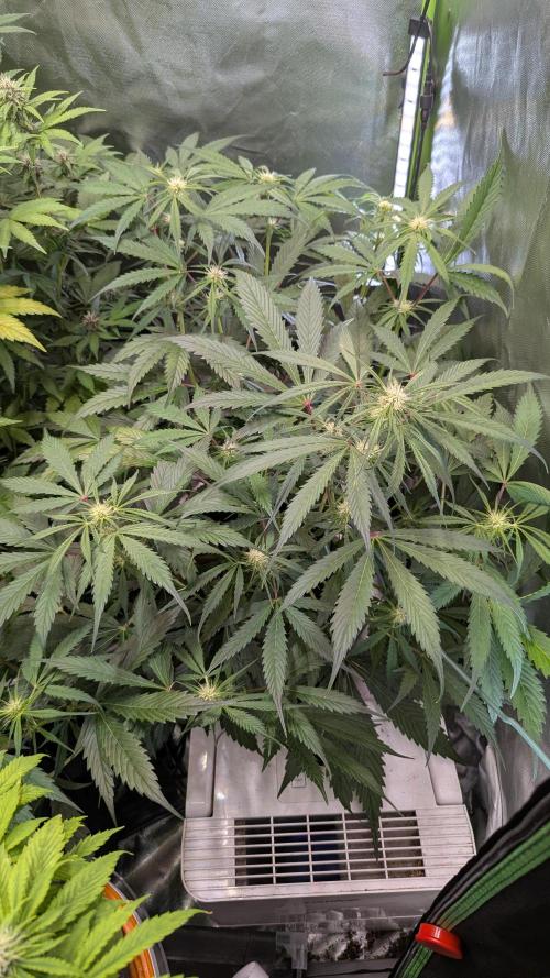 🧔💸 Pablo Escobar-Divine Seeds. Week 6