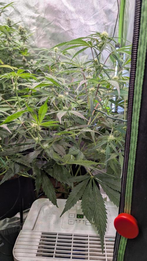 🧔💸 Pablo Escobar-Divine Seeds. Week 6