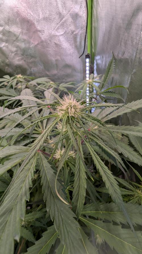 Auto Pablo Escobar. Week 6