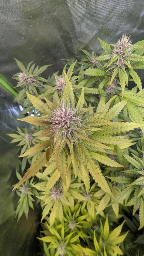 🍇Purple Opium auto-Divine Seeds. Week 7